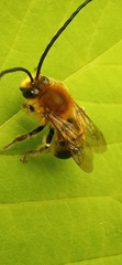 Eucera