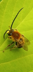Eucera
