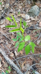 Vicia venosa