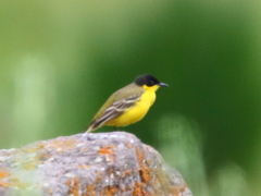 Motacilla flava feldegg
