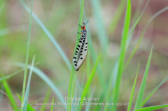Myrmeleon erythrocephalus
