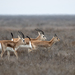 Gazella subgutturosa subgutturosa - Photo (c) Grigory Evtukh, algunos derechos reservados (CC BY-NC), subido por Grigory Evtukh