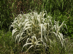 Arundo donax versicolor