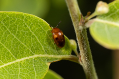Diaperinae