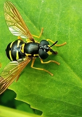 Chrysotoxum intermedium