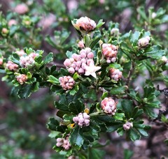 Pomaderris obcordata