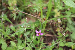 Sisyrinchium rosulatum