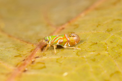 Egropa tenasserimensis