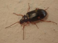 Gonodera luperus