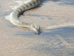 Hydrophis schistosus