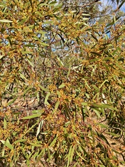 Eucalyptus oleosa oleosa