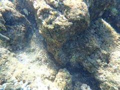 Plagiotremus goslinei