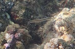 Plagiotremus goslinei