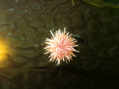 Strongylocentrotidae