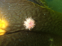 Strongylocentrotidae