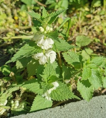 Lamium album