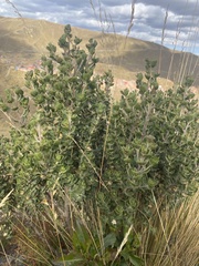 Baccharis papillosa