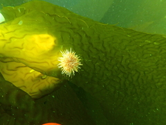 Strongylocentrotidae