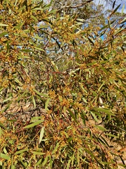 Eucalyptus oleosa oleosa