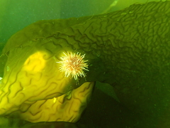 Strongylocentrotidae