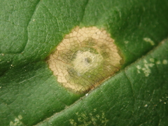 Drisina glutinosa