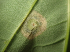 Drisina glutinosa