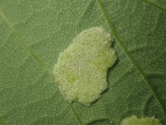 Aceria pseudoplatani