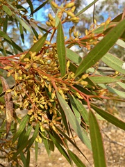 Eucalyptus oleosa oleosa