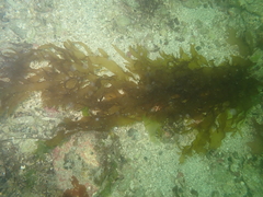 Desmarestia ligulata