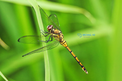Orthetrum poecilops
