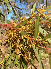 Eucalyptus oleosa oleosa