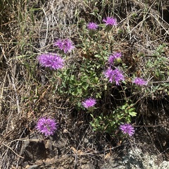 Monardella purpurea