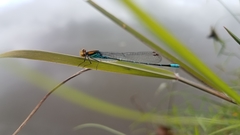 Pseudagrion punctum