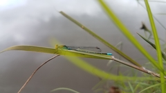 Pseudagrion punctum