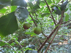 Rhoicissus rhomboidea
