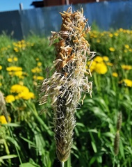 Alopecurus pratensis