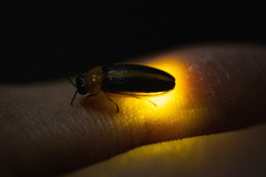 Lampyridae