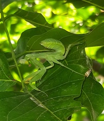 Hierodula tenuidentata