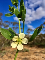 Roepera apiculata