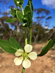 Roepera apiculata