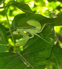 Hierodula tenuidentata