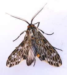 Eucereon pseudarchias