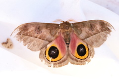 Automeris zozimanaguana