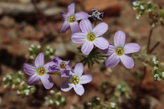 Leptosiphon breviculus