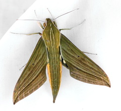 Xylophanes letiranti