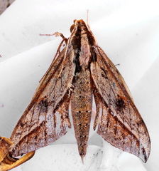 Xylophanes acrus
