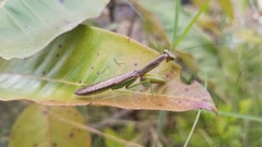 Tarachomantis