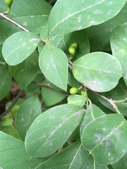 Lindera benzoin