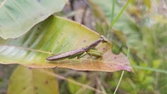 Tarachomantis