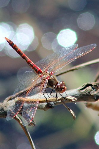 Variegated Meadowhawk, photo 5 of 7